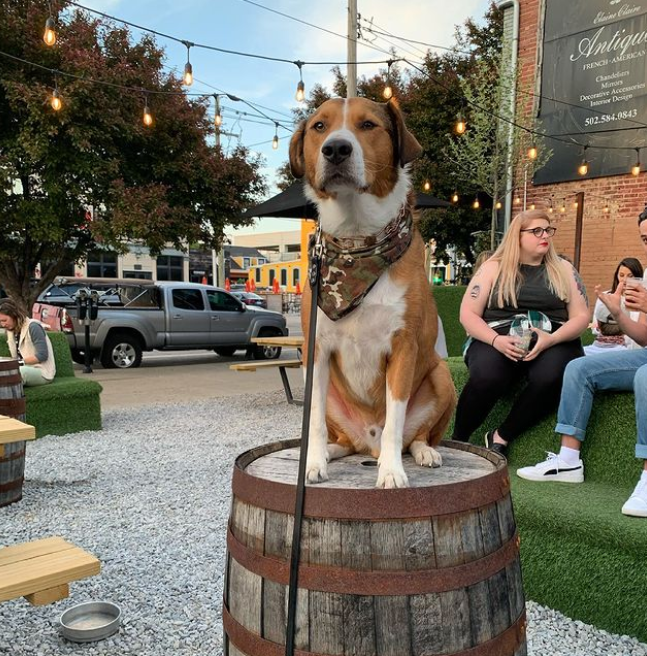 Top 7 Dog-Friendly Spots in Louisville - 21c Louisville