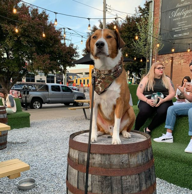 Dog-Friendly Places Around Louisville - Louisville Mom Collective