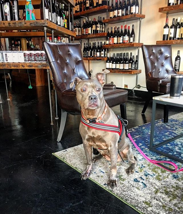 Dog-friendly businesses in Louisville - LOUtoday